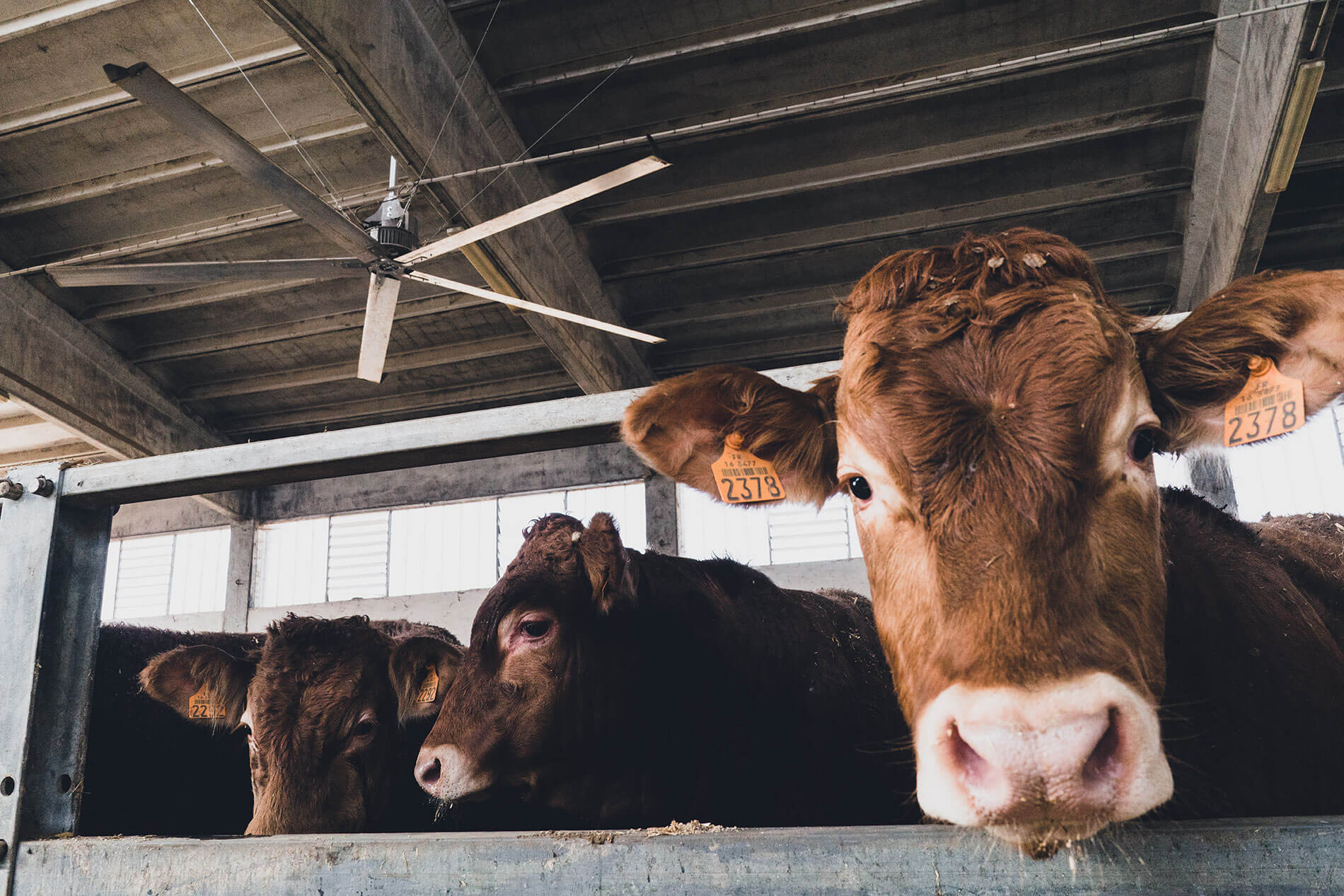 Ventilation for barns